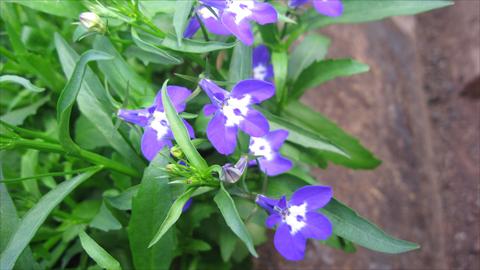 photo of flower to be used as: Pot, bedding, patio, basket Lobelia California® Dark Blue with eye