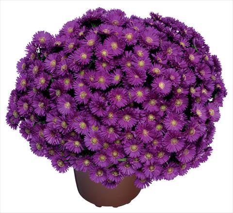 photo of flower to be used as: Cutflower Aster novi belgii Magic Purple