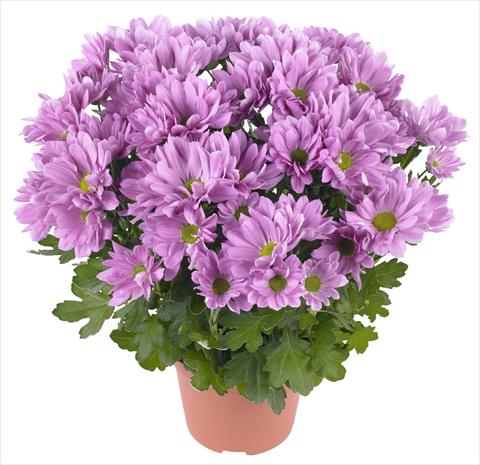 photo of flower to be used as: Pot and bedding Chrysanthemum Breeze Rosy