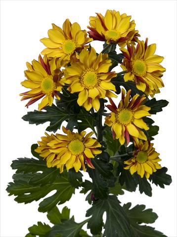 photo of flower to be used as: Pot and bedding Chrysanthemum Elegance