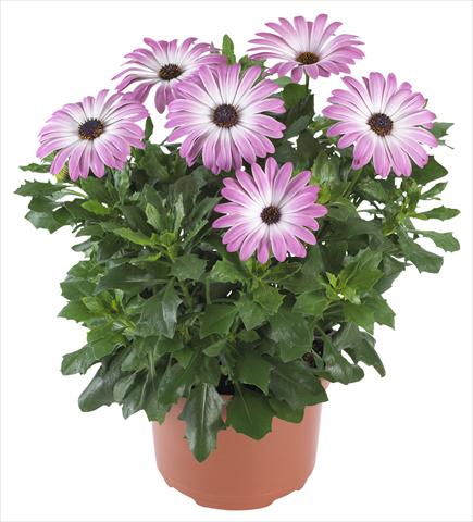 photo of flower to be used as: Pot and bedding Osteospermum Margarita Supreme Pink Bicolor