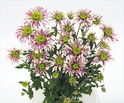 Foto fiore da  Reciso Chrysanthemum Saba