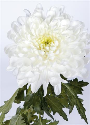Foto fiore da  Reciso Chrysanthemum Salvador