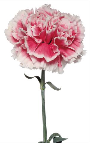 photo of flower to be used as: Cutflower Dianthus caryophyllus Buffalmacco