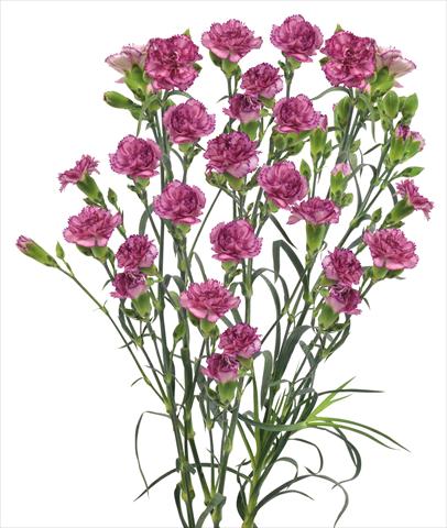 Foto fiore da  Reciso Dianthus caryophyllus Clemente