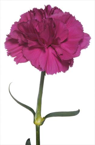 Foto fiore da  Reciso Dianthus caryophyllus Ghirlandaio