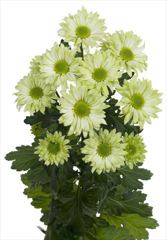 Foto fiore da  Reciso Chrysanthemum Green Spirit