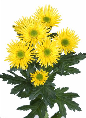 Foto fiore da  Reciso Chrysanthemum Korona