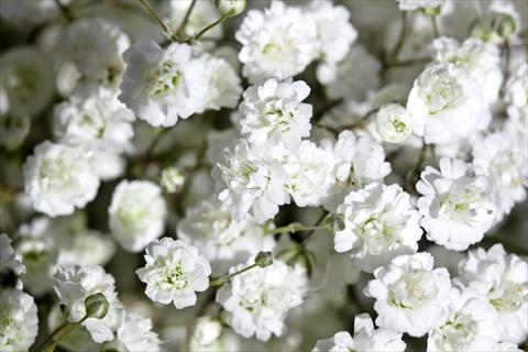 Foto fiore da  Aiuola e/o bordura Gypsophila Pearls® Ginga