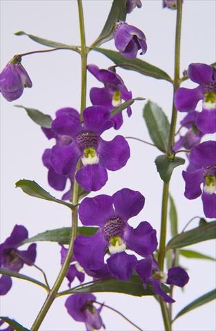 photo of flower to be used as: Pot, bedding, patio, basket Angelonia angustifolia Blue