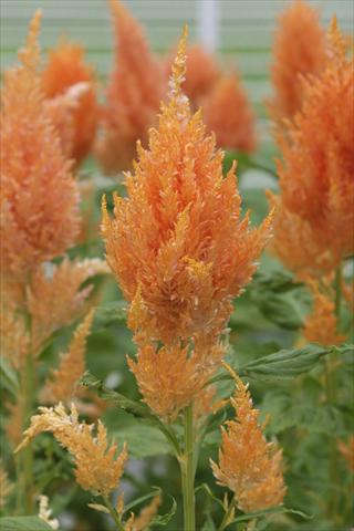 Foto fiore da  Vaso Celosia plumosa Sunday Orange