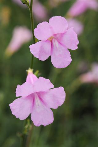 Foto fiore da  Aiuola e/o bordura Incarvillea sinensis Cheron Pink