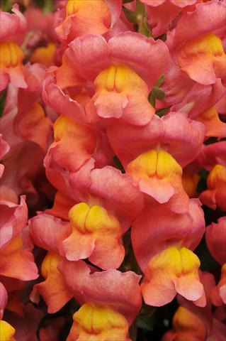 Foto fiore da  Vaso e aiola Antirrhinum majus Maryland Orange