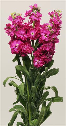 photo of flower to be used as: Bedding / border plant Matthiola incana Katz Crimson