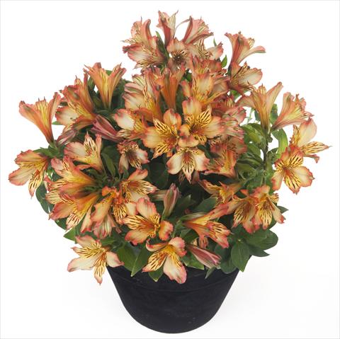 Foto fiore da  Vaso e aiola Alstroemeria Inticancha® Bryce