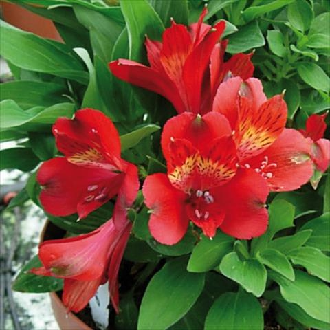 Foto fiore da  Vaso e aiola Alstroemeria Inticancha® Doba