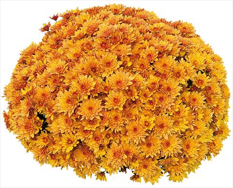 photo of flower to be used as: Pot and bedding Chrysanthemum Pasoa® Miel